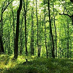 Orman Manzara Duvar Kağıtları