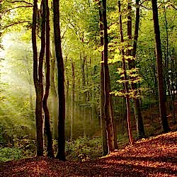 orman_10
