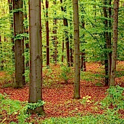 orman_14